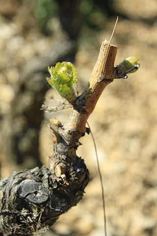 Image de couverture - Une année dans les vignes
