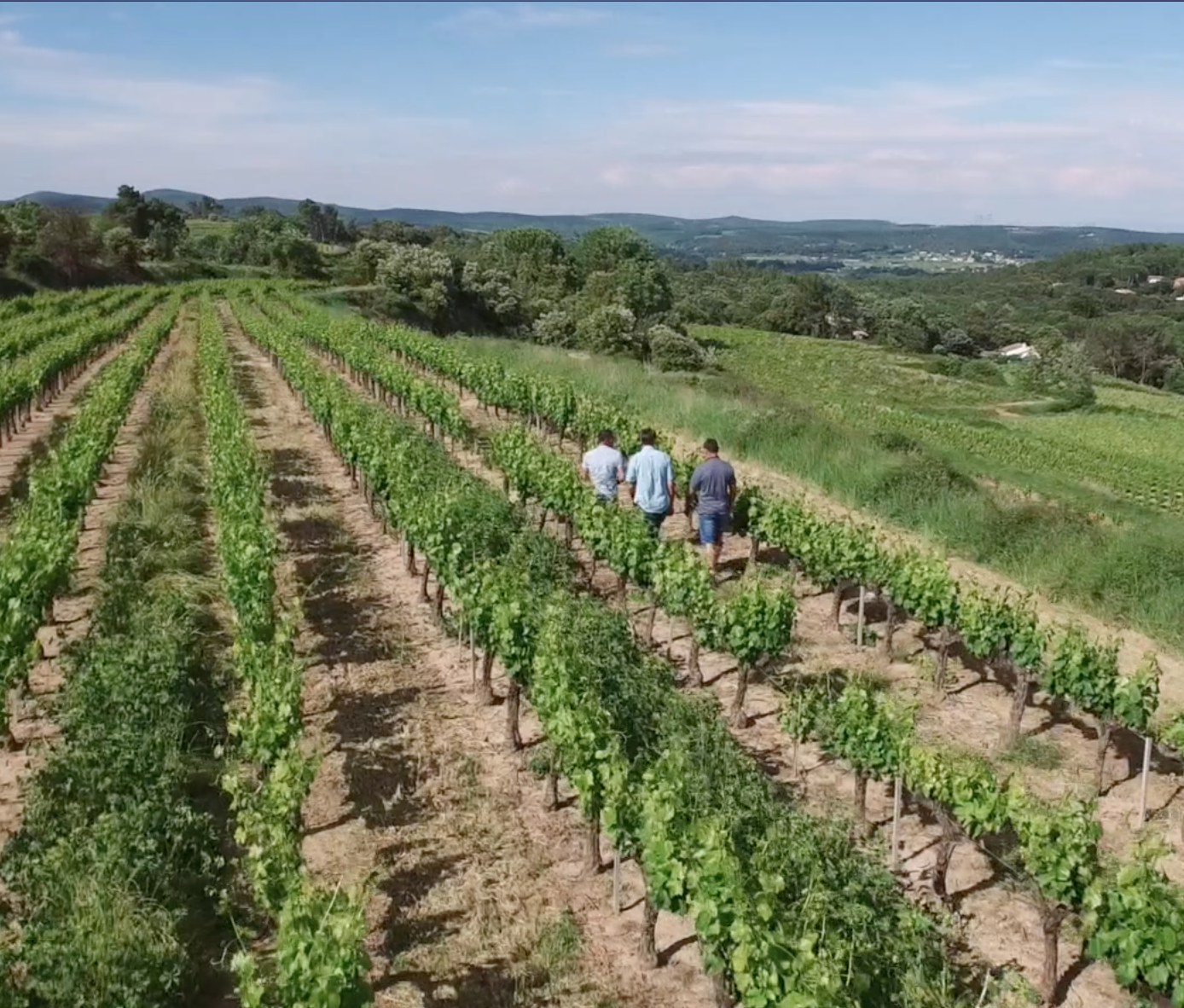 Image de couverture - Les vendanges chez V&Co