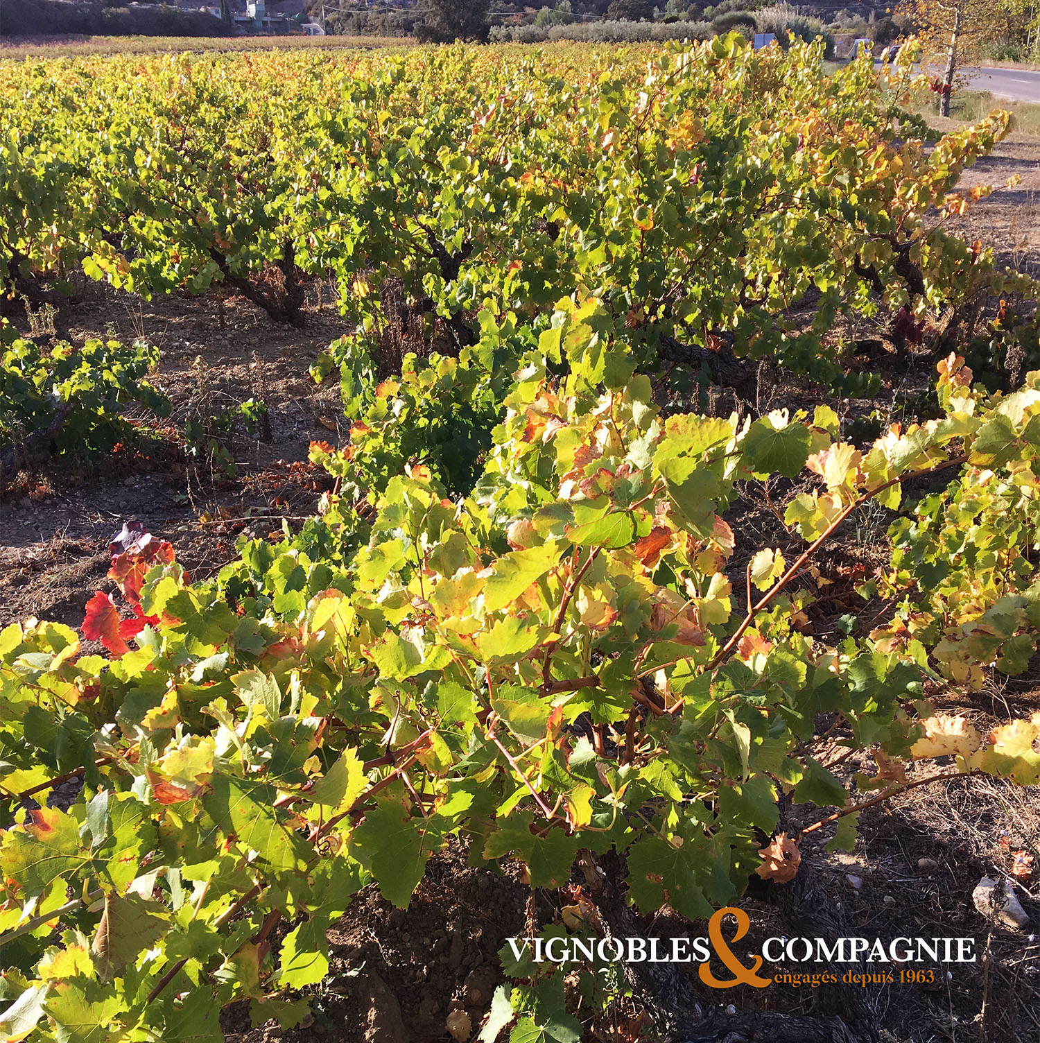 Image de couverture - L'automne en Vallée du Rhône