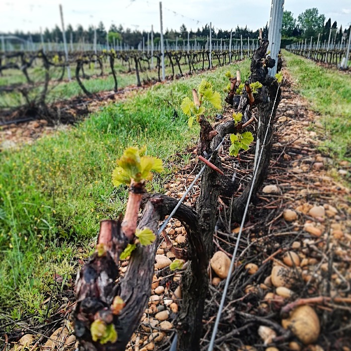 Image de couverture - Une année dans le vignoble : le débourrement