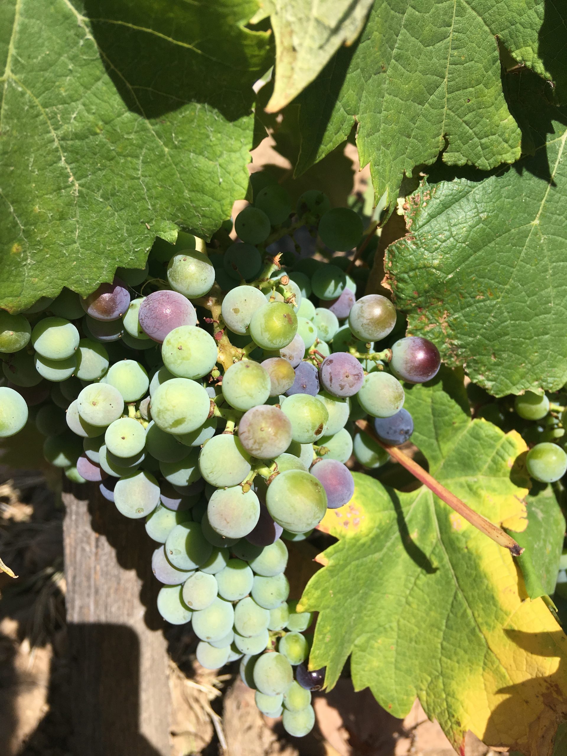 Image de couverture - Une année dans le vignoble : la véraison