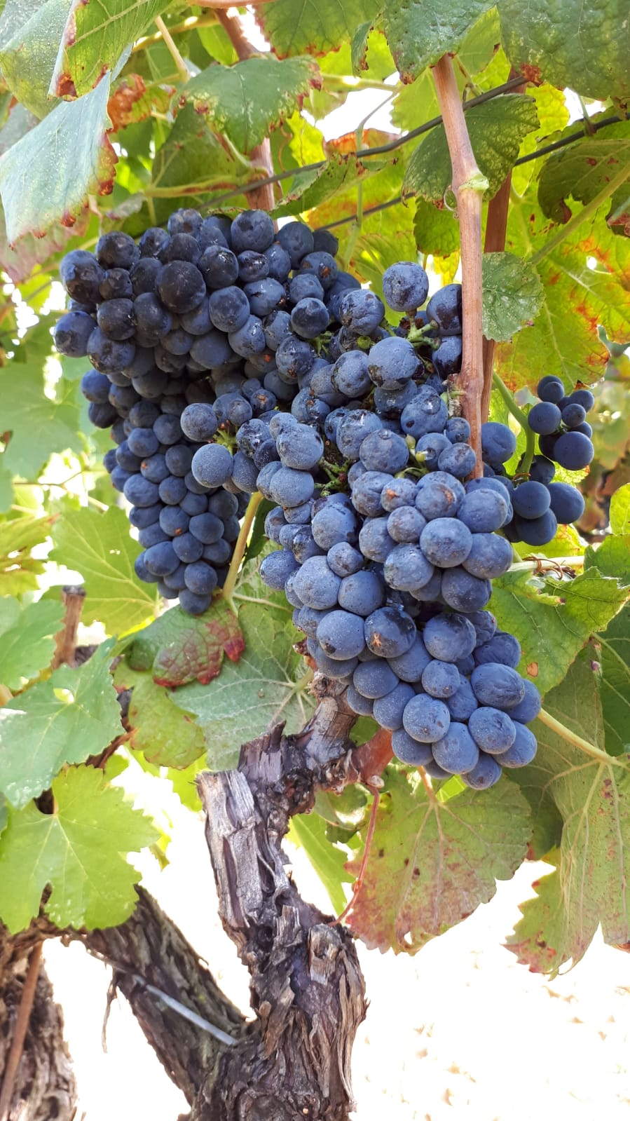 Image de couverture - Une année dans le vignoble