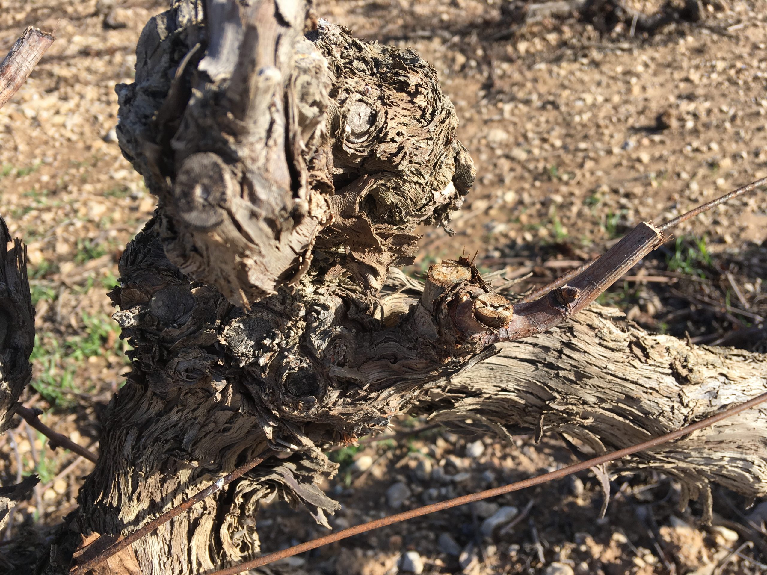 Image de couverture - Une année dans le vignoble : la dormance