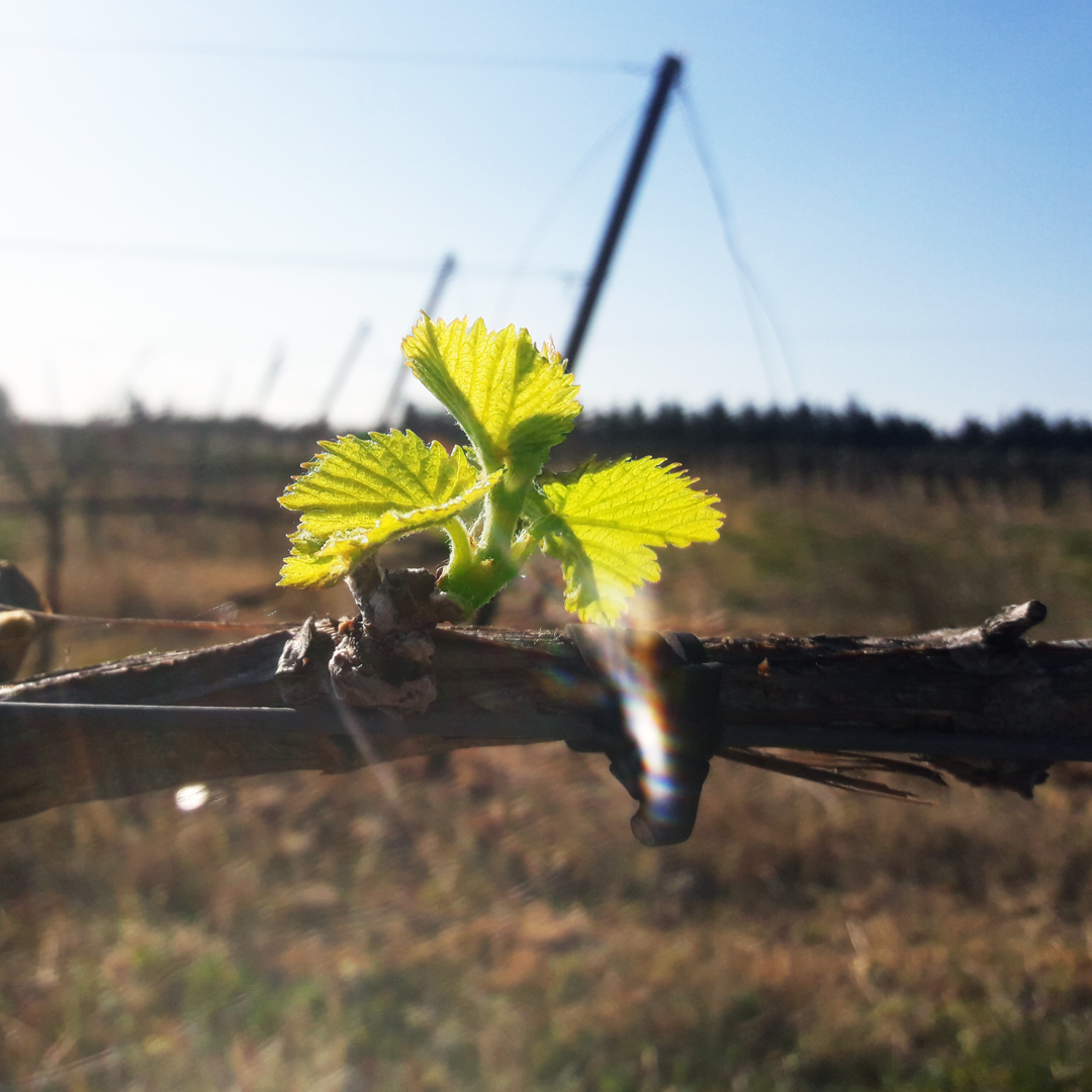 Image de couverture - Une année dans le vignoble : le débourrement