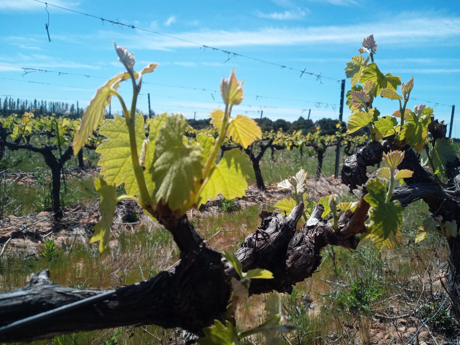 Image de couverture - Une année dans le vignoble : la feuillaison