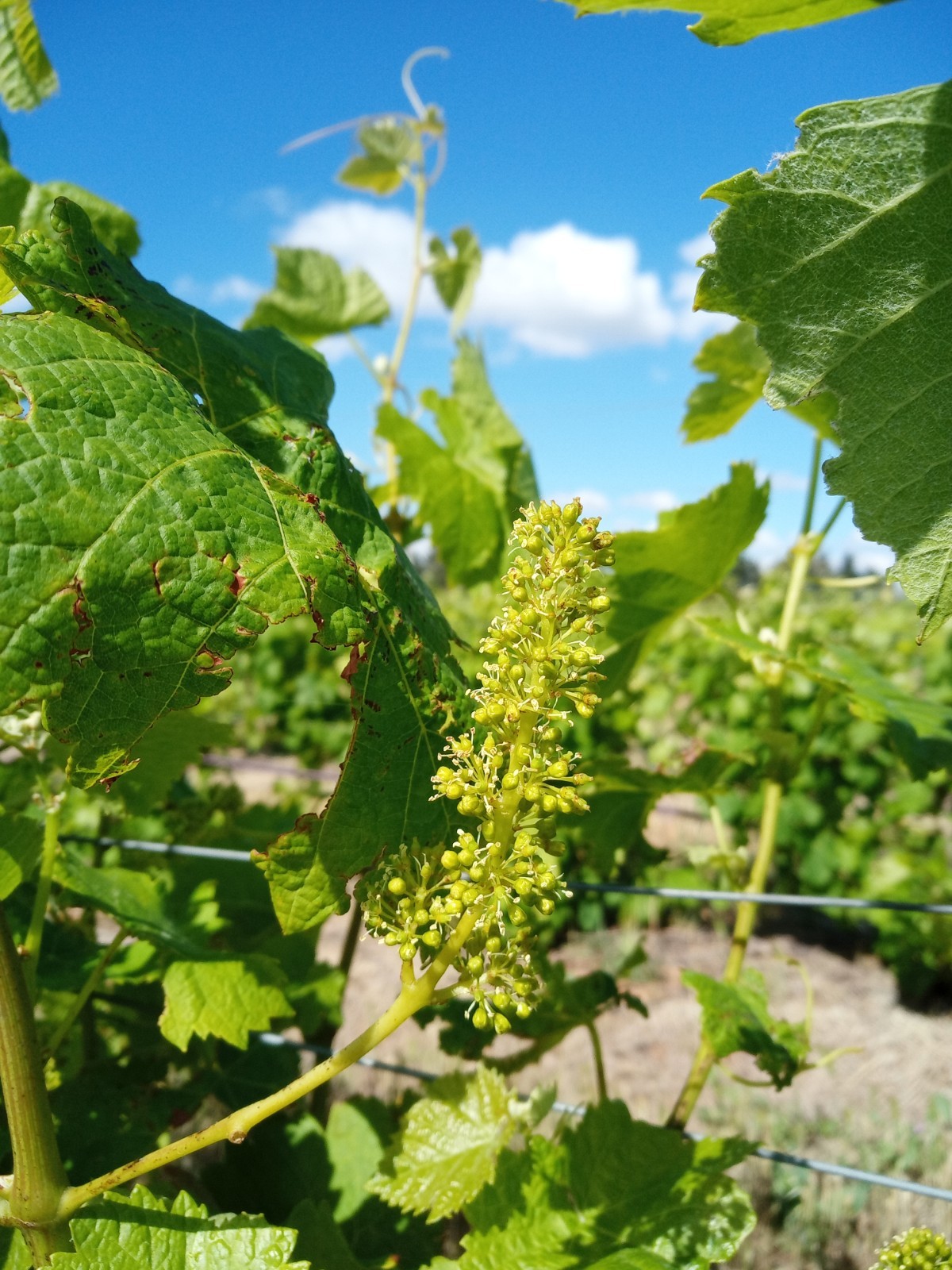 Image de couverture - Une année dans le vignoble : la floraison