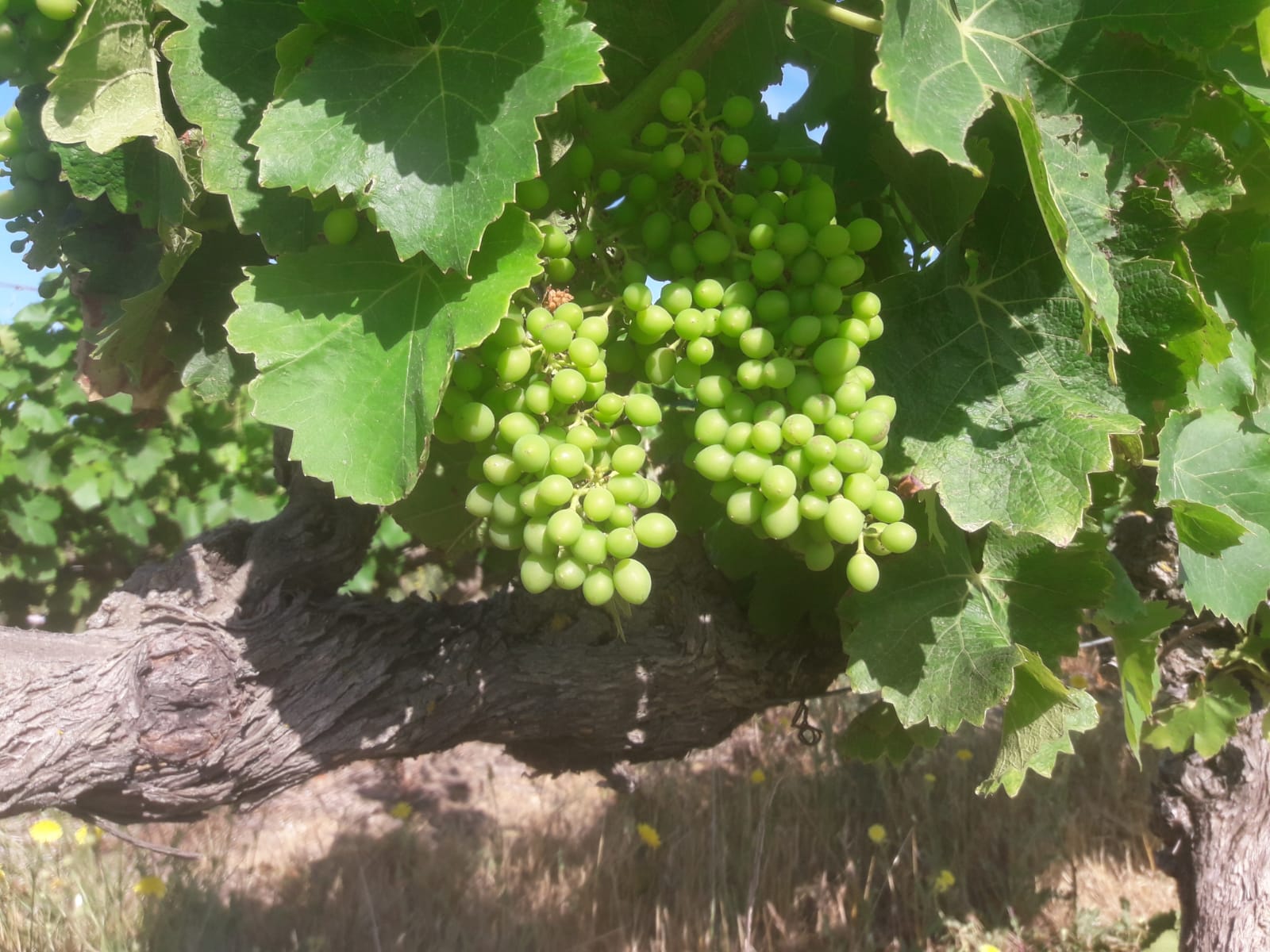 Image de couverture - Une année dans le vignoble : la nouaison