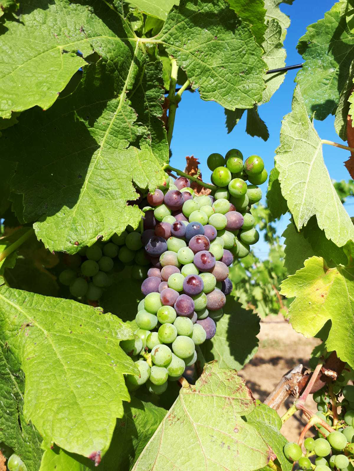 Image de couverture - Une année dans le vignoble : la véraison