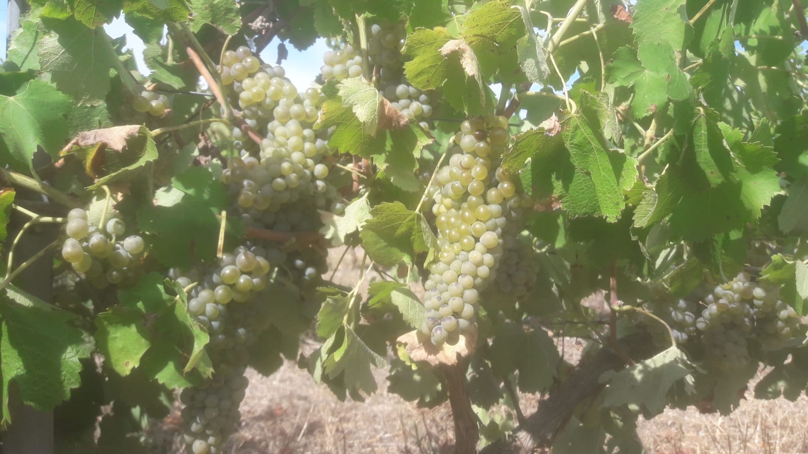 Image de couverture - Une année dans le vignoble : la maturation