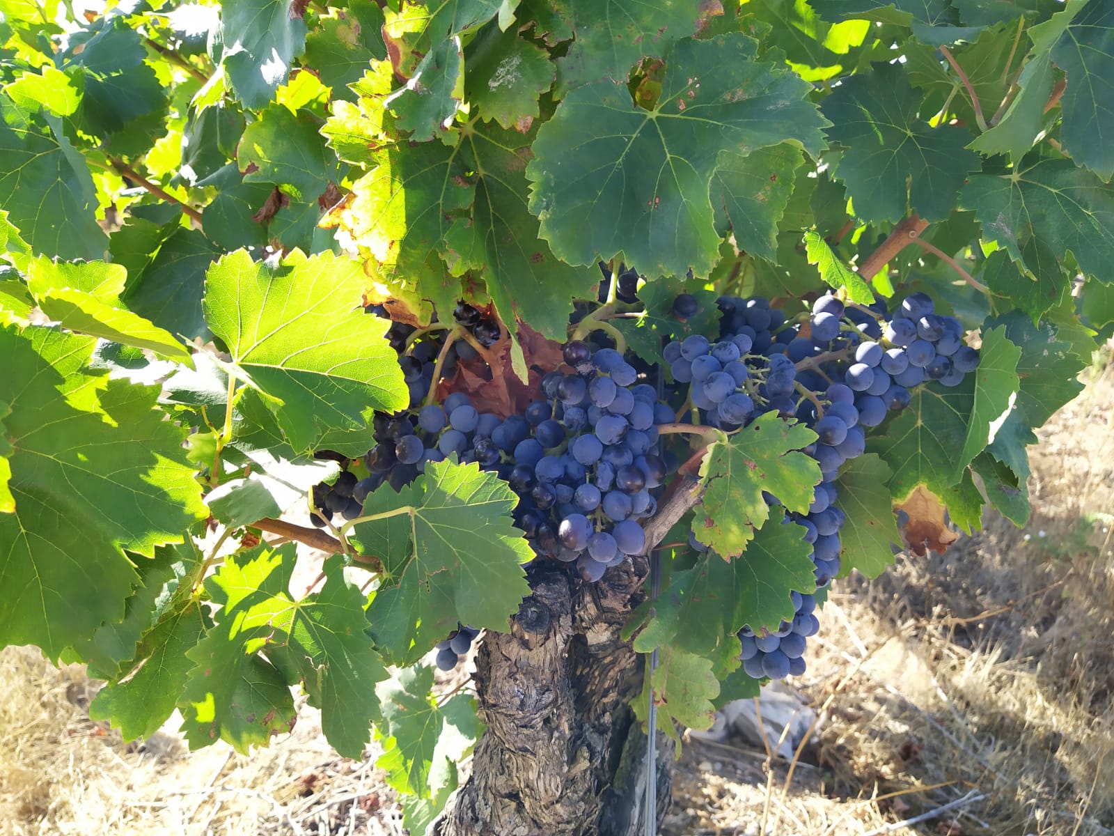 Image de couverture - Une année dans le vignobles : les vendanges