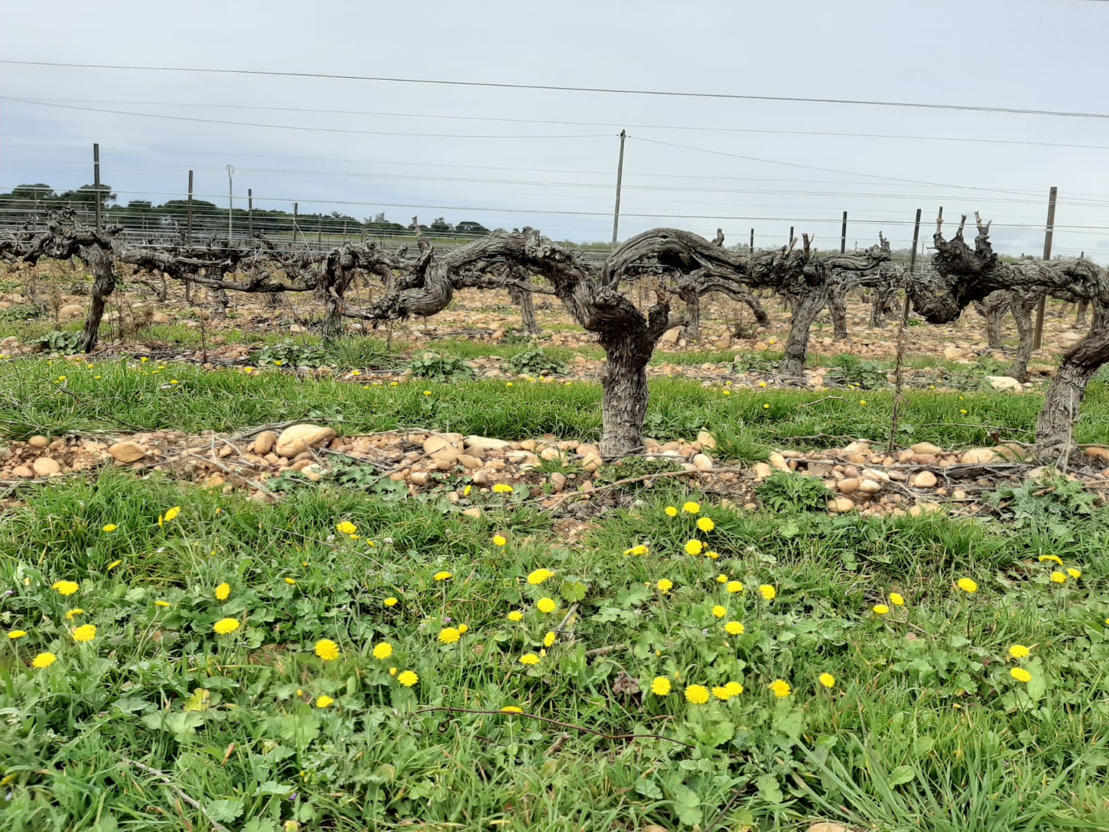 Image de couverture - Une année dans le vignoble : la taille