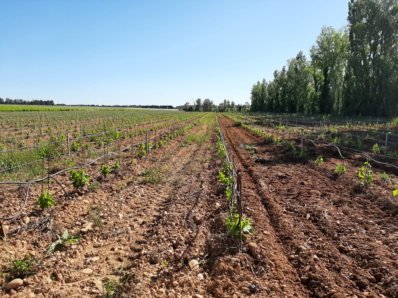 Image de couverture - Une année dans le vignoble : le travail du sol