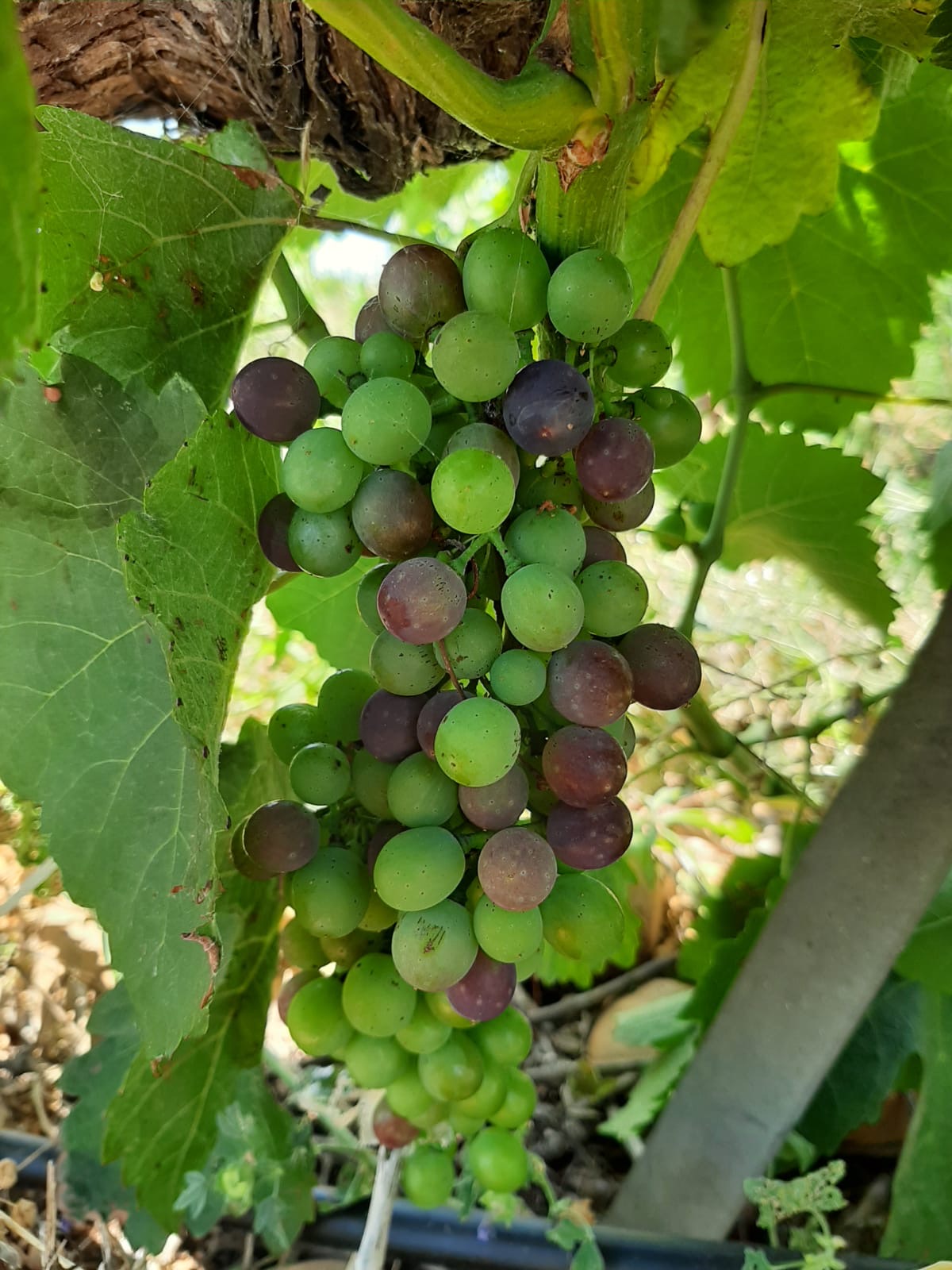 Image de couverture - Une année dans le vignoble : la veraison