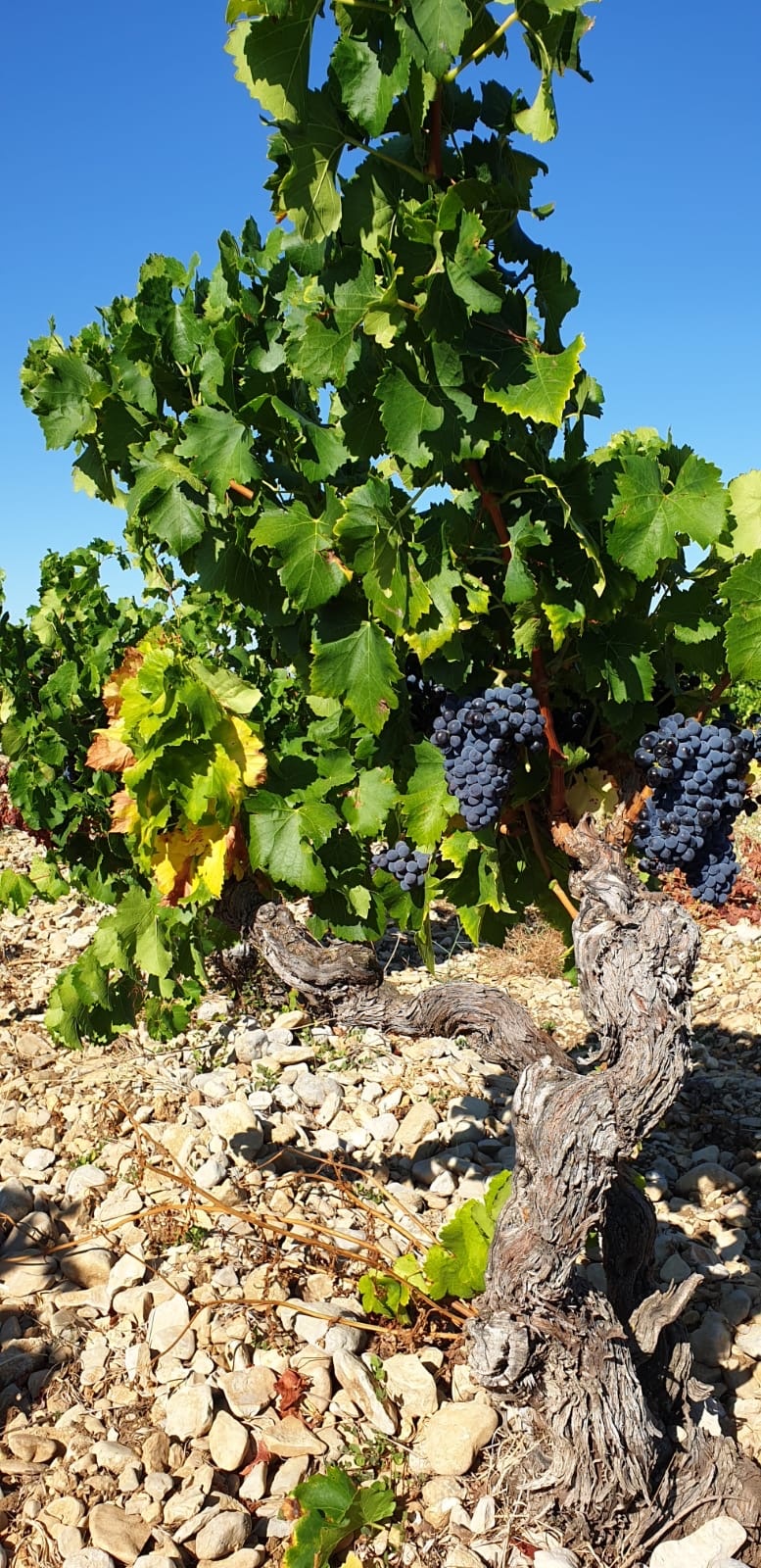 Image de couverture - Une année dans le vignoble : les vendanges