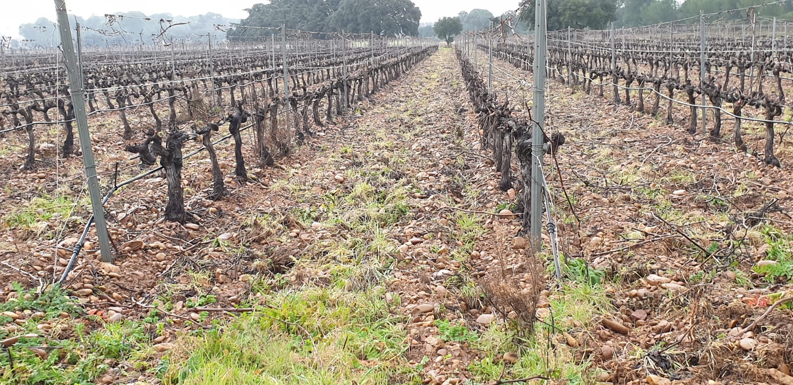 Image de couverture - Vignes en hiver