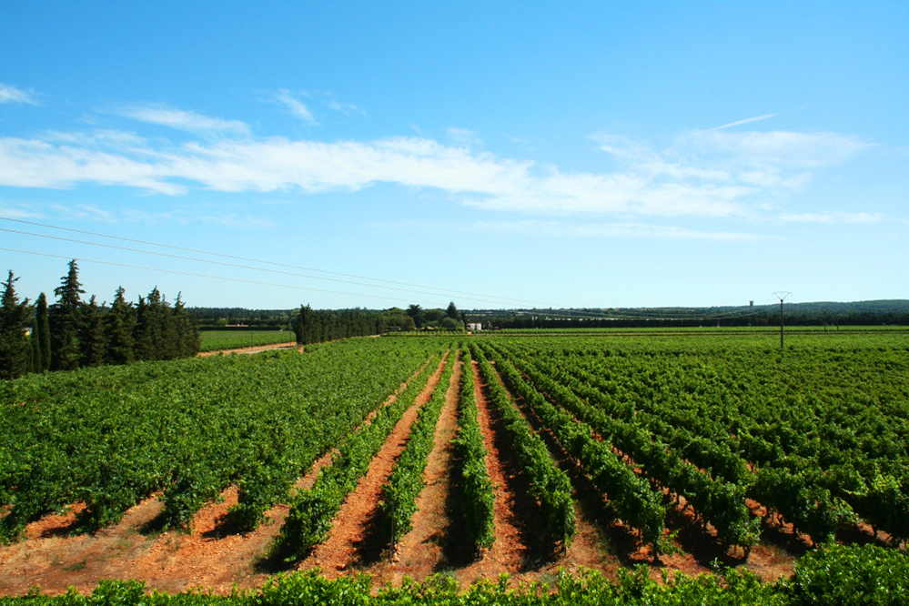 Vignes pour la fabrication de vin de la vallée du Rhône
