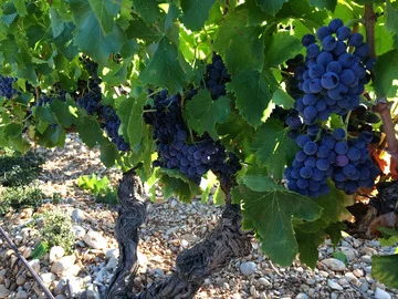 Grappe de raisin dans le vignoble