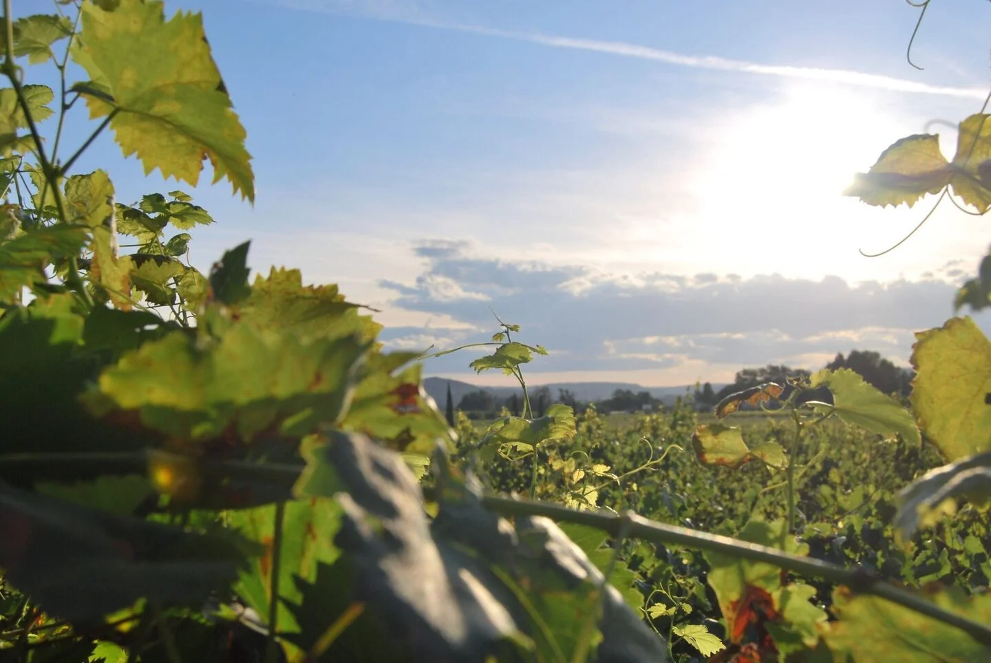 Photo d'un paysage de vignes ensoleillées