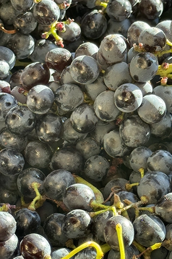 RAISIN